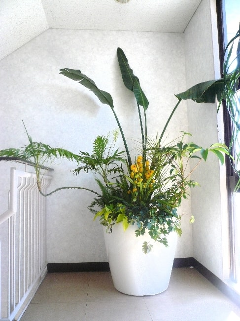 観葉植物の寄せ植え