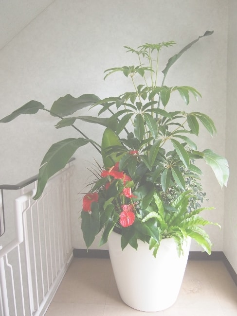 観葉植物の寄せ植え