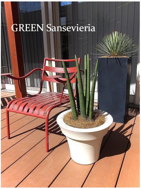 観葉植物のあるテラス