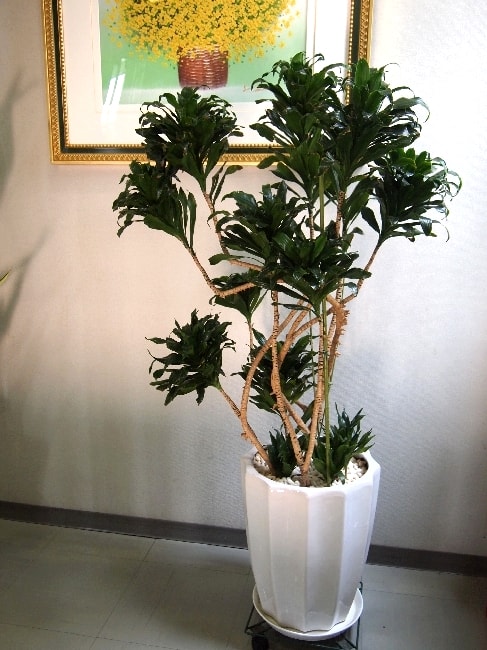 ドラセナコンパクター・観葉植物