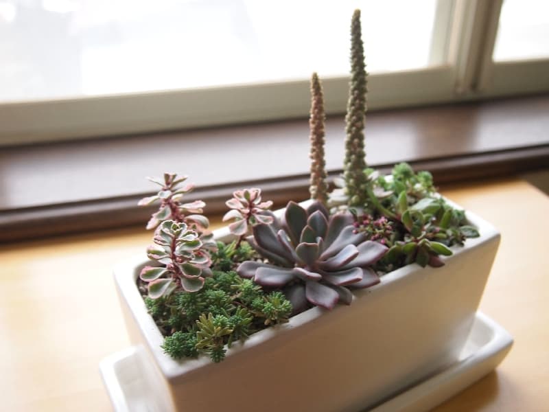 多肉植物の寄せ植え