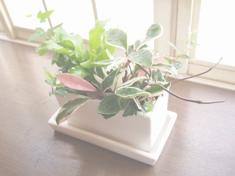 観葉植物の寄せ植え
