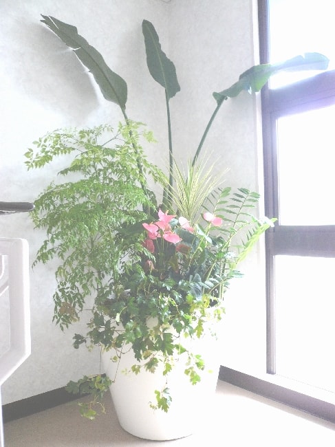 観葉植物の寄せ植え