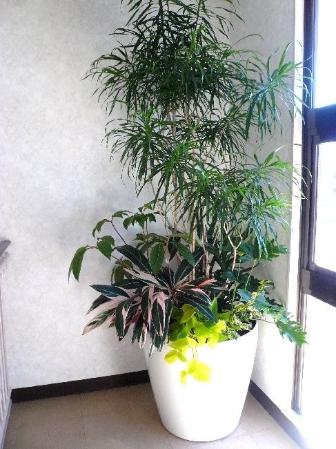 観葉植物の寄せ植え