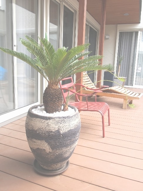 ソテツ・鉢植え