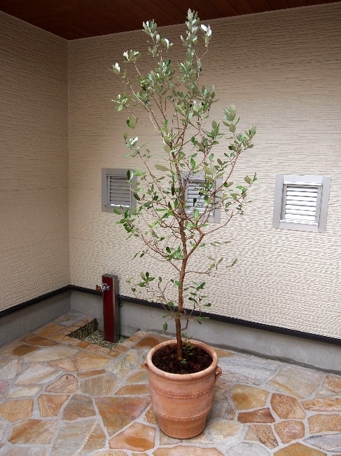 フェイジョア鉢植え