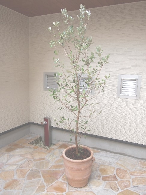 フェイジョア鉢植え