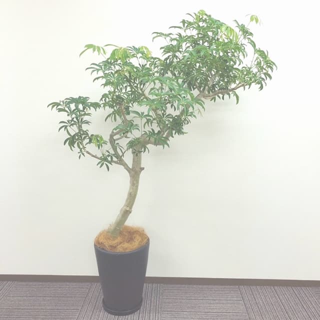 シェフレラ・観葉植物