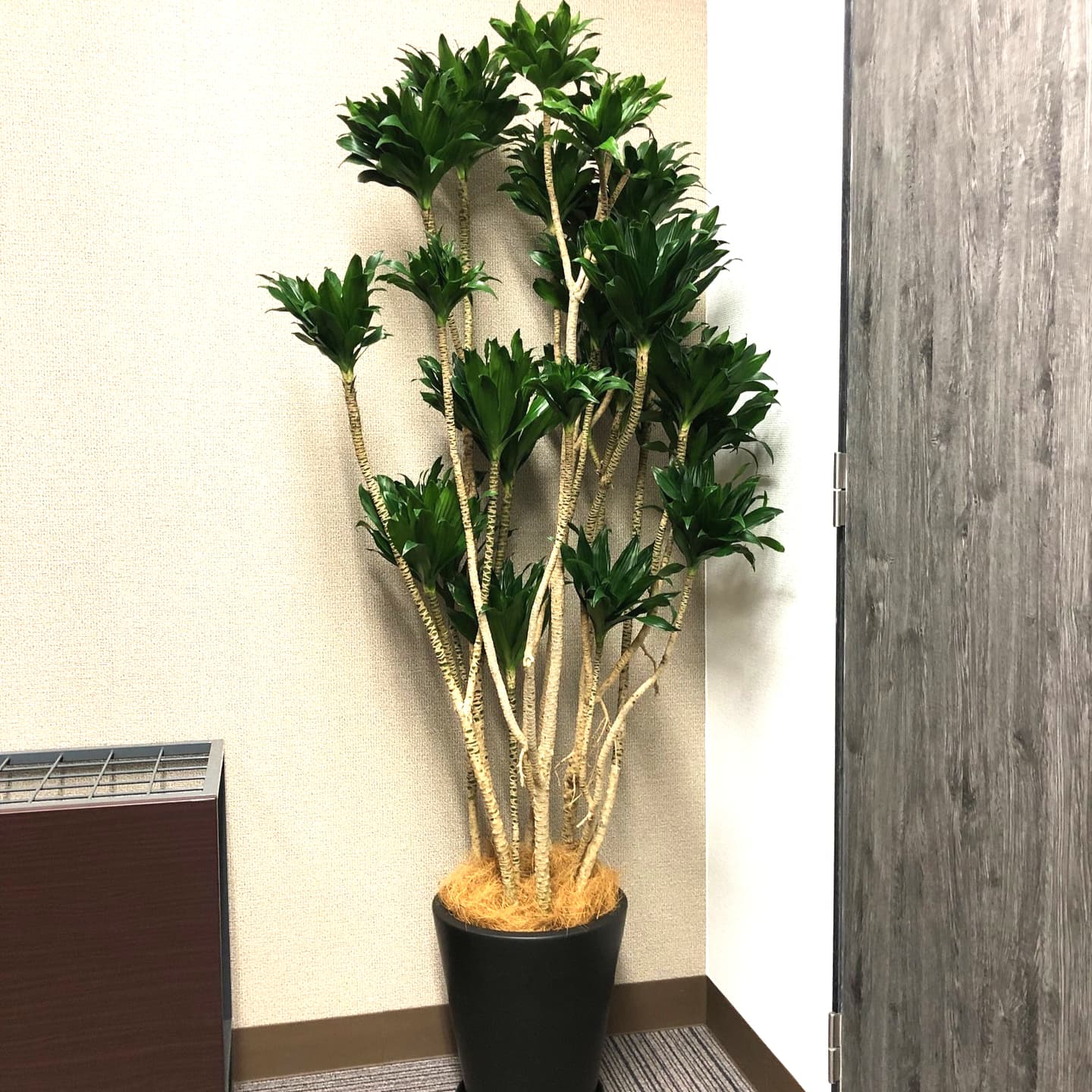 ドラセナコンパクター