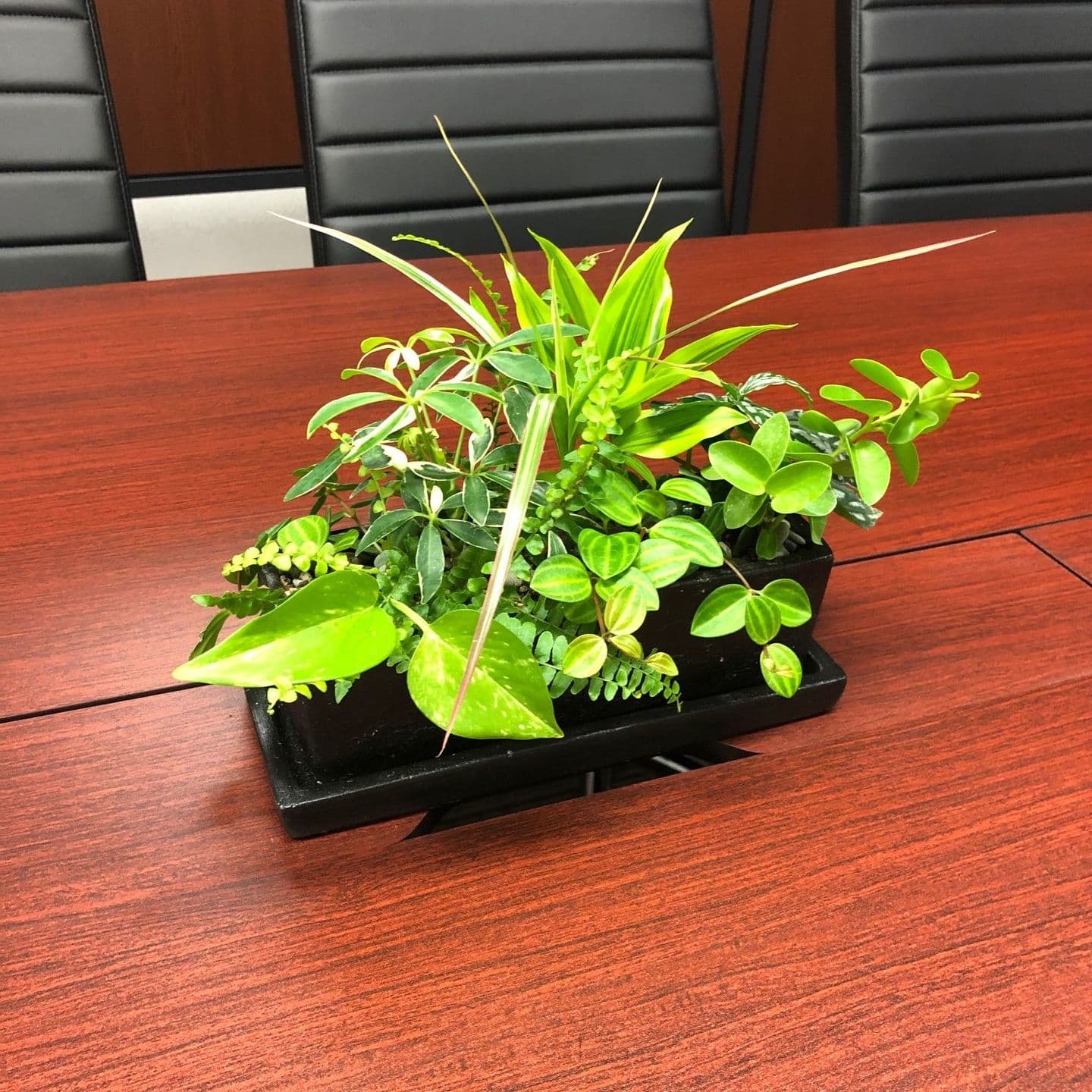 観葉植物の寄せ植え